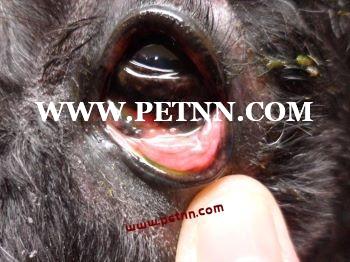 猫咪的细菌性结膜炎的治疗