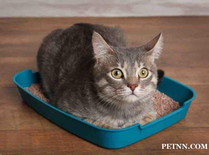 猫咪麻醉，对于猫咪安全吗？