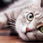 /attachment/editor/20240327/1711530239oxhkv.jpg /attachment/editor/20240327/1711530239oxhkv.jpg