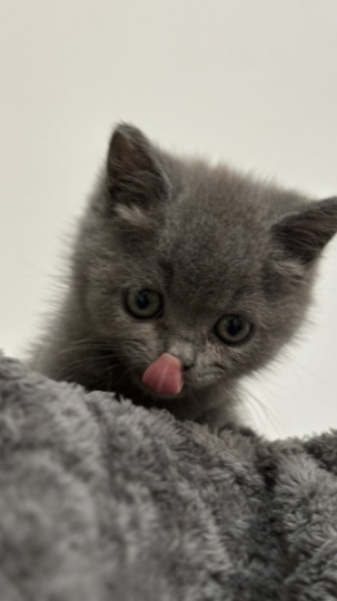 自家养的小蓝猫赠送