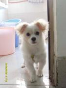 给狗狗找新家，狗狗在广西大学