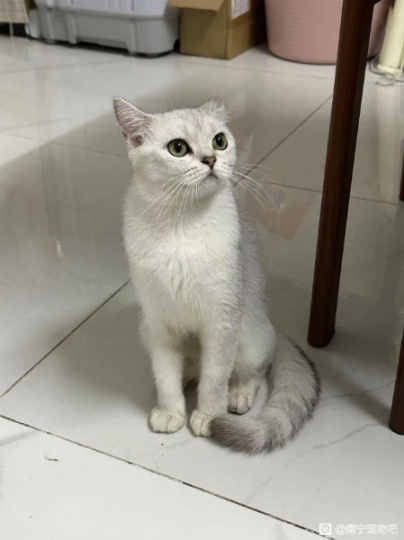 银渐层母猫便宜卖了