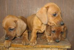 纯种台湾腊肠幼犬