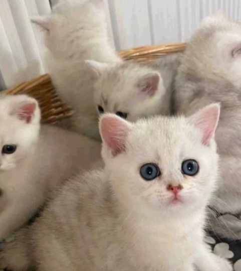 英短小可爱蹲个新家