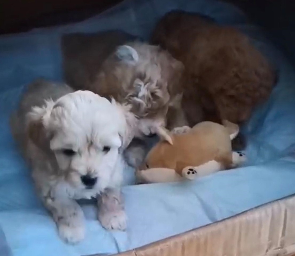 出3只狗狗，是比熊串串