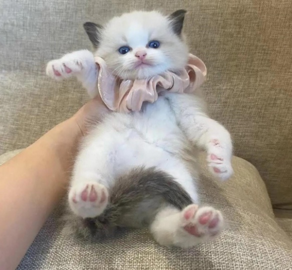 布偶猫有人要吗，女孩子，我自己家的，搬家了不养