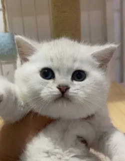 英短渐层猫 纯种渐层。搬家不养了。送用品