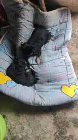 小狗免费送人，不要钱，送给爱狗人士，前2个月需要发图片