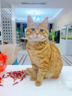 免费橘猫找领养