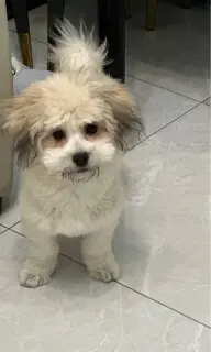 狗狗免费领养2只可选。