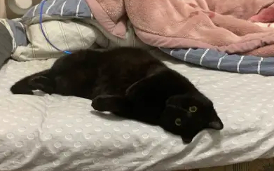 自己养了5年的猫，体质变弱过敏症状加重没法养了，找领养