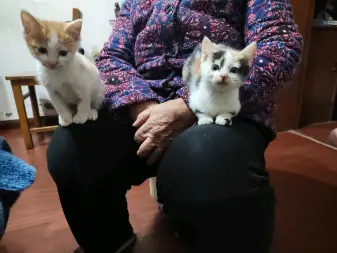 自家生的猫咪寻找领养