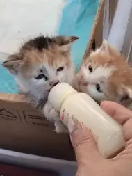 两只小可爱，一公一母，聪明活泼可爱