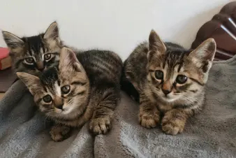 自家养中华田园猫找领养