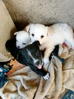 三只小奶狗免费赠送,南宁市自提