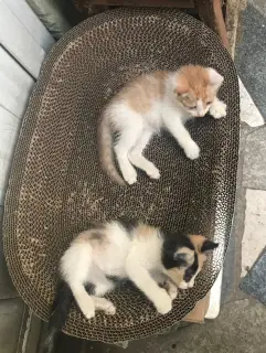 2个多月的小桔白和小三花兄妹寻觅好人家