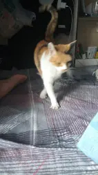 寻求领养花猫，本人无法继续领养