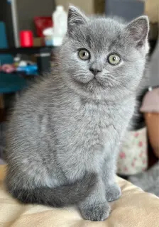 家养蓝短下的崽崽2个月公母都有，550只上门自提或青秀区可送