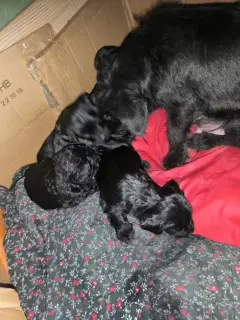 自家小黑刚生的满月的宝宝