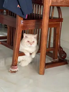 免费送自家猫，求爱心人士收养