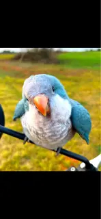 手养鹦鹉蓝绿和尚崽