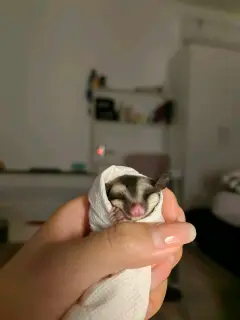 蜜袋鼯妹妹（带箱、食盆、玩具、奶粉）