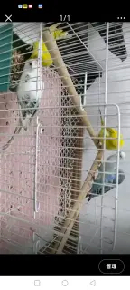 6只鹦鹉急售，单只65元，没时间养