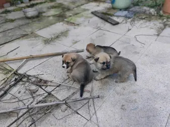 萌萌三只小土狗等你来领养