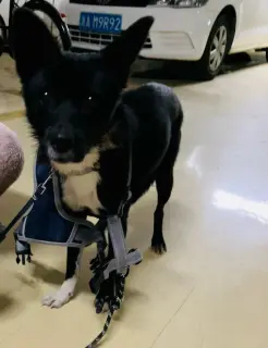 葫芦鼎大桥附近走失狗狗急需领养