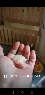 刚出窝的小玄风鹦鹉，健康又亲人