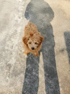 转让狗狗，可爱活泼