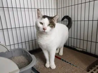 粘人可爱小母猫赠送