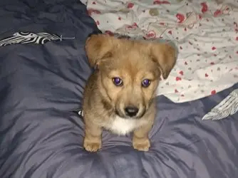 出售田园犬小奶狗