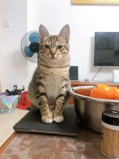 孟加拉豹猫三只公母都有