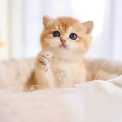 出一只自家养得金渐层弟弟