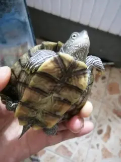 出一只地图南石龟