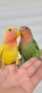 出只牡丹鹦鹉送笼子和鹦鹉粮