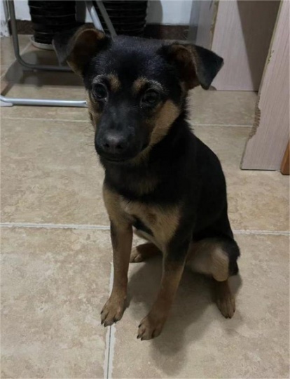 寻找好心人领养小黑狗