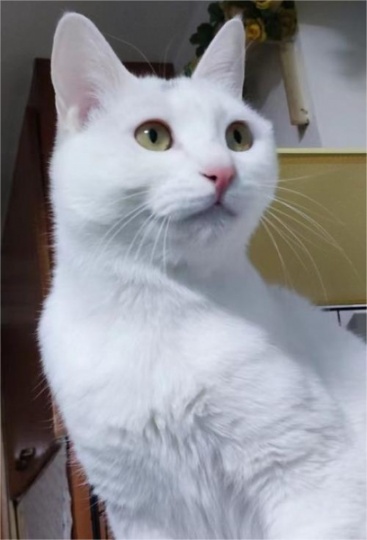 免费送超级温柔田园猫弟弟