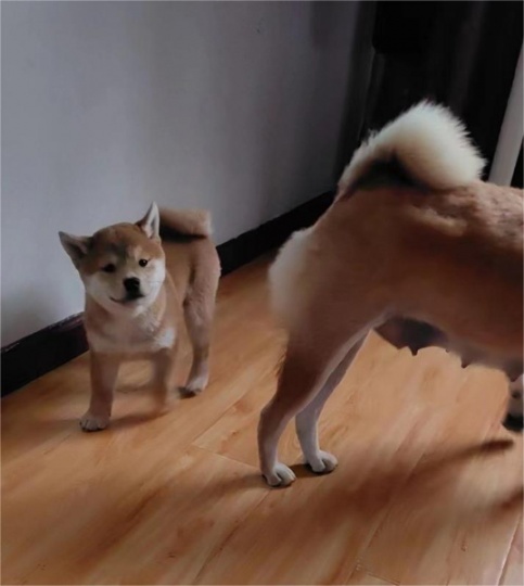 自己柴柴生的小柴柴出售，柴犬不是本地土狗