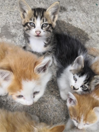 自家出生的6只小田园出售