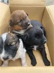 边牧小狗狗找主人，弟弟妹妹都有