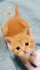 极品大橘弟弟出售