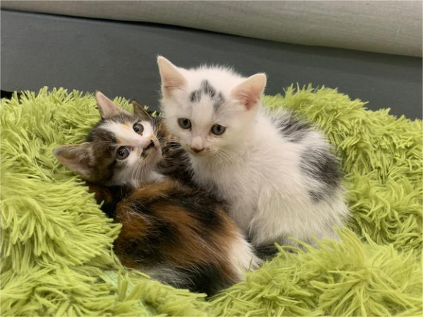 西乡塘免费送小猫，猫贩子勿扰