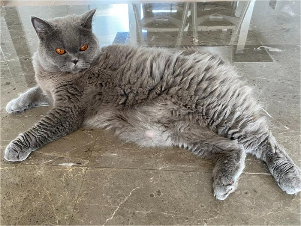 荣和山水美地蓝猫无偿送养,免费!