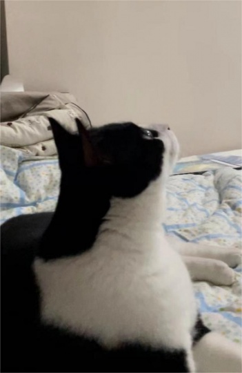 遗弃小牛奶猫找领养人