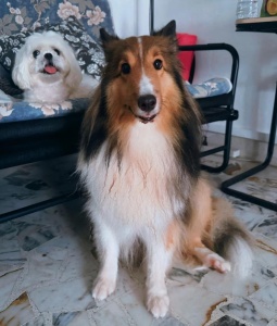 喜乐蒂MM找GG配种