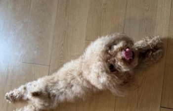 泰迪免费领养