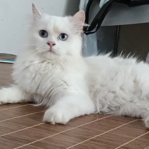 母猫找公猫